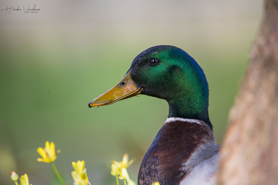 Mallard - Anas platyrhynchos  Anas platyrhynchos,France,Geotagged,Mallard,Winter