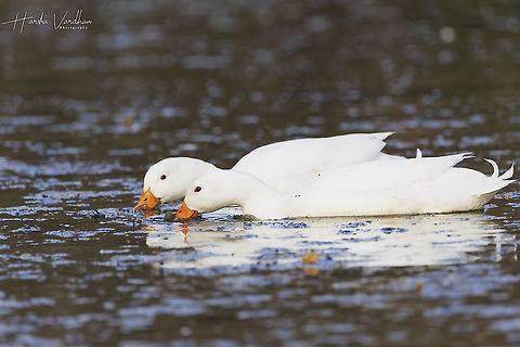 Mallard - Anas platyrhynchos  Anas platyrhynchos,France,Geotagged,Mallard,Winter
