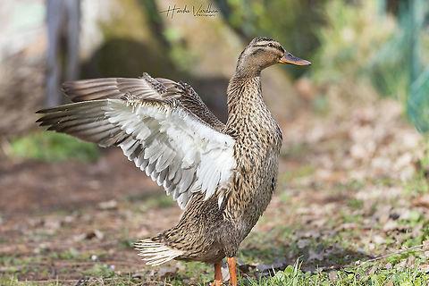 Mallard - Anas platyrhynchos  Anas platyrhynchos,France,Geotagged,Mallard,Winter
