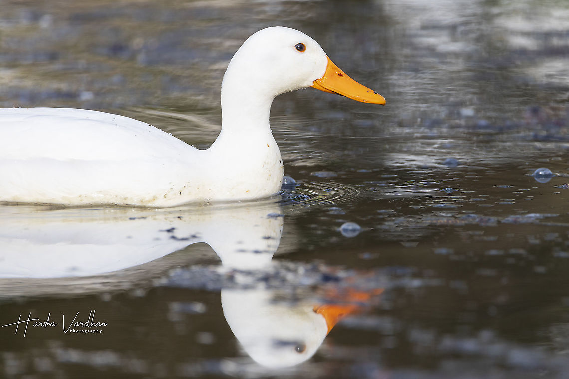 Mallard - Anas platyrhynchos  Anas platyrhynchos,France,Geotagged,Mallard,Winter