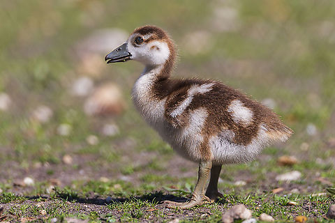 Egyptian goose gosling - Alopochen aegyptiaca  Alopochen aegyptiacus,Egyptian Goose,France,Geotagged,Spring