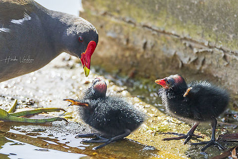 mom feeding Common Moorhen chicks  - Gallinula chloropus - Gallinule poule d'eau  Common Moorhen,France,Gallinula chloropus,Geotagged,Spring