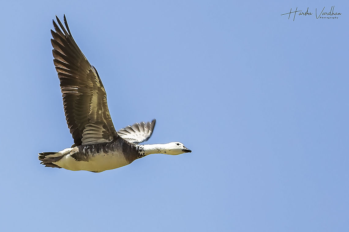 bar headed goose flying - Anser indicus  Anser indicus,Bar-headed Goose,France,Geotagged,Spring