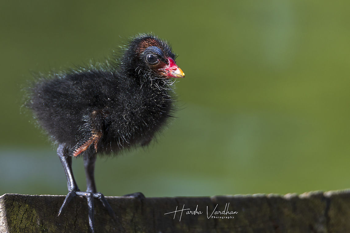 Common Moorhen chick - Gallinula chloropus - Gallinule poule d'eau  Common Moorhen,France,Gallinula chloropus,Geotagged,Spring