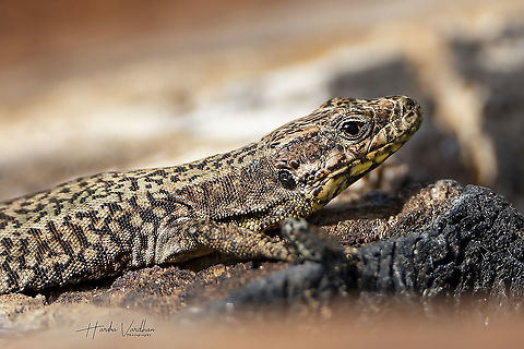 Common Wall Lizard -Podarcis muralis  Common wall lizard,France,Geotagged,Podarcis muralis,Spring