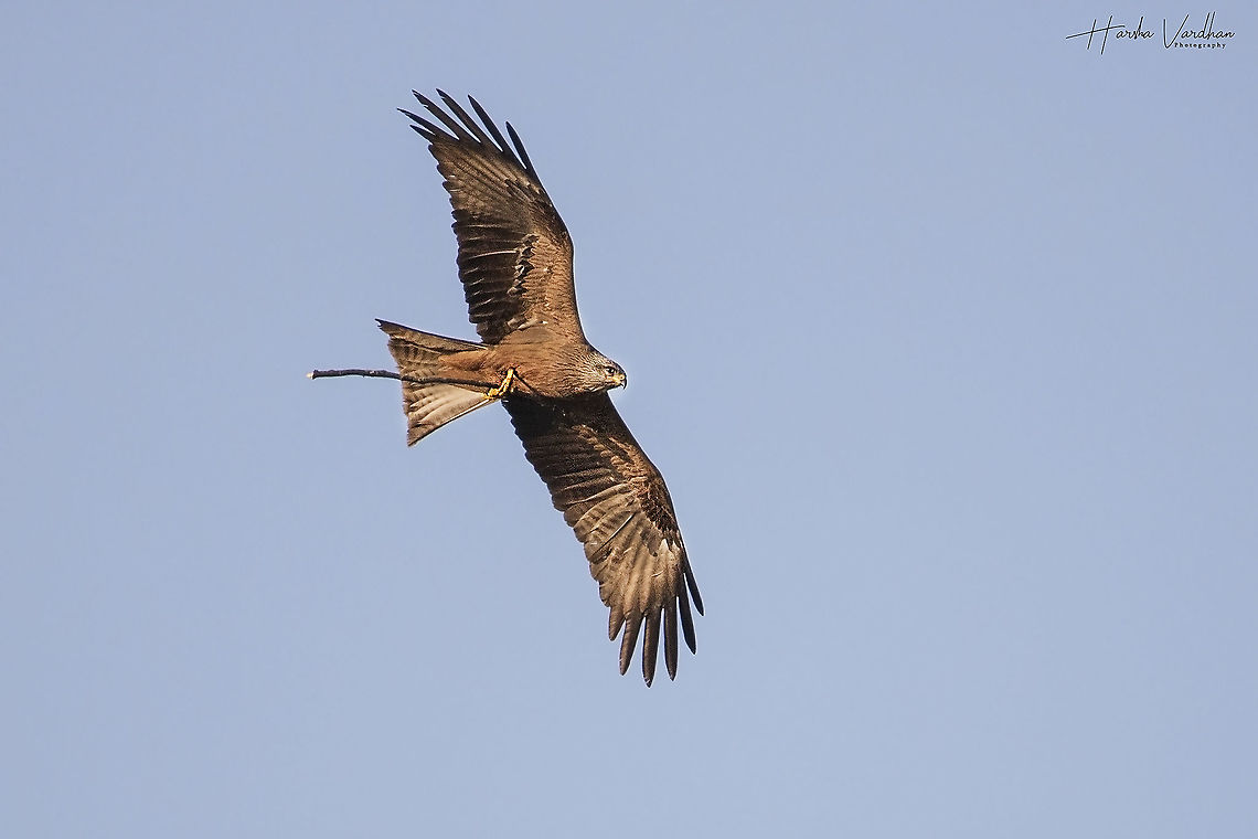 black kite - milvus migrans- milan noir  Black kite,France,Geotagged,Milvus migrans,Spring