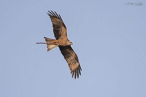 black kite - milvus migrans- milan noir  Black kite,France,Geotagged,Milvus migrans,Spring