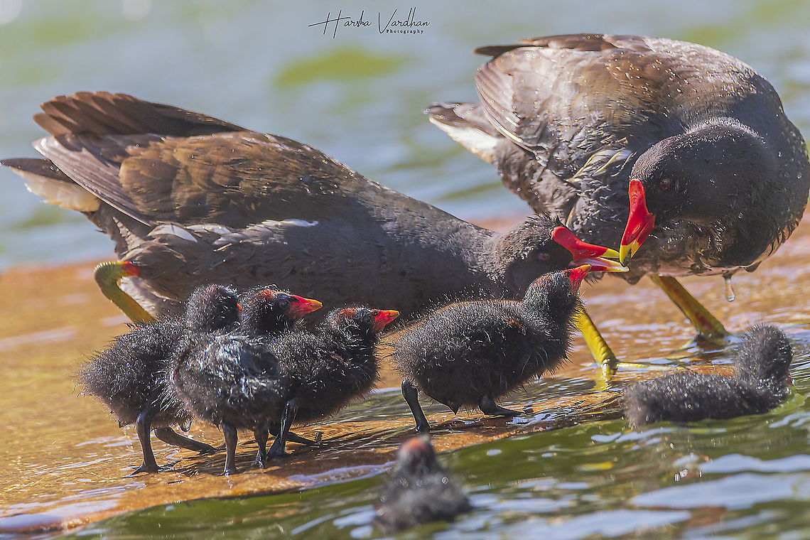 Family:  means sharing Common Moorhen family - Gallinula chloropus - Gallinule poule d&#039;eau  Common Moorhen,France,Gallinula chloropus,Geotagged,Spring