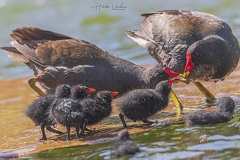 Family:  means sharing Common Moorhen family - Gallinula chloropus - Gallinule poule d'eau  Common Moorhen,France,Gallinula chloropus,Geotagged,Spring