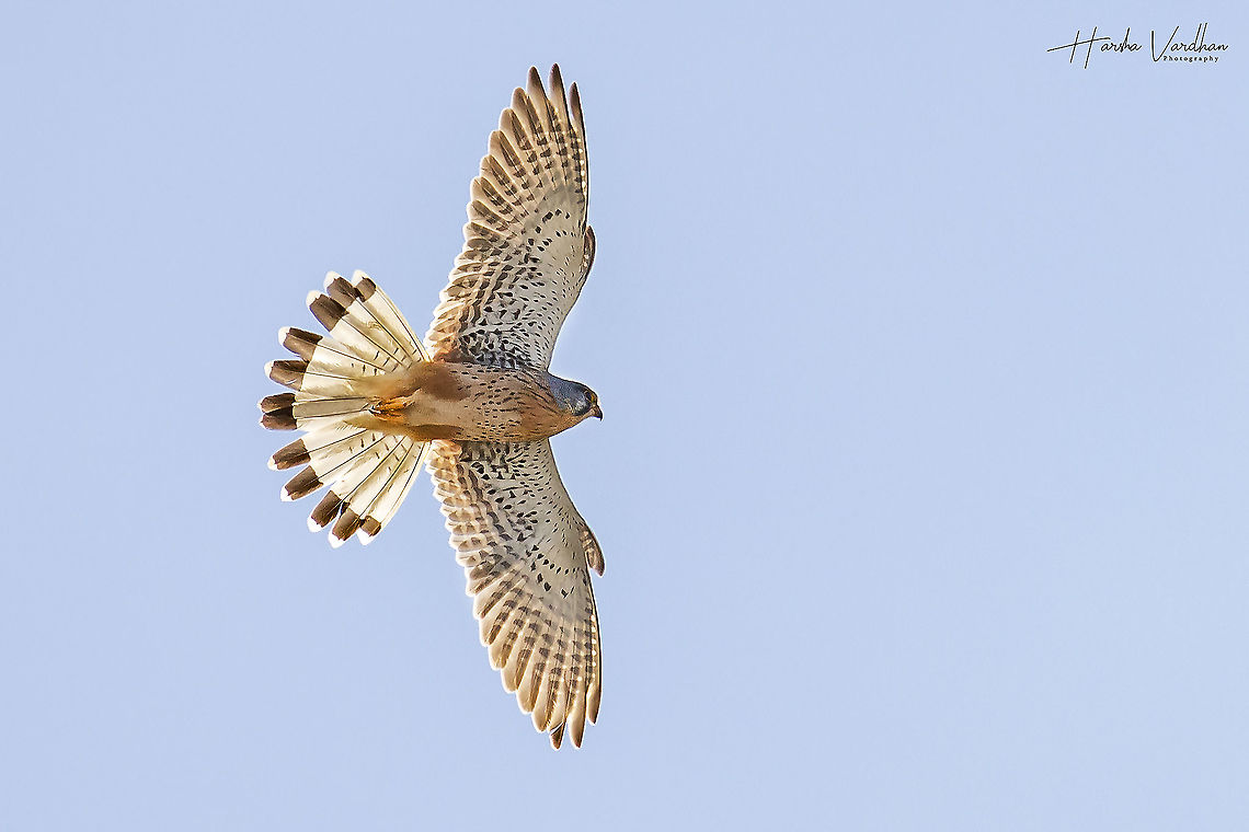Fly high Common Kestrel - Falco tinnunculus Common Kestrel,Falco tinnunculus,France,Geotagged,Spring