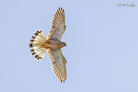 Fly high Common Kestrel - Falco tinnunculus Common Kestrel,Falco tinnunculus,France,Geotagged,Spring