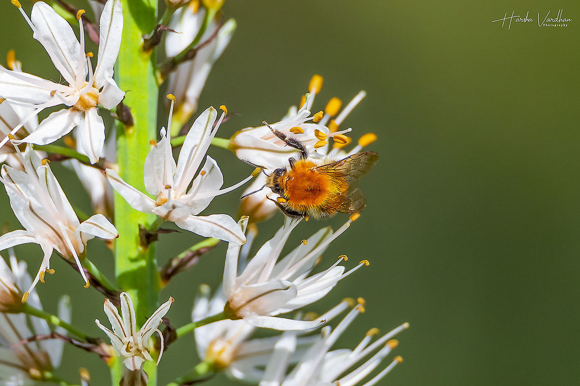 Bombus centralis on branched asphodel - Asphodelus ramosus  Asphodelus ramosus,Branched asphodel,France,Geotagged,Spring
