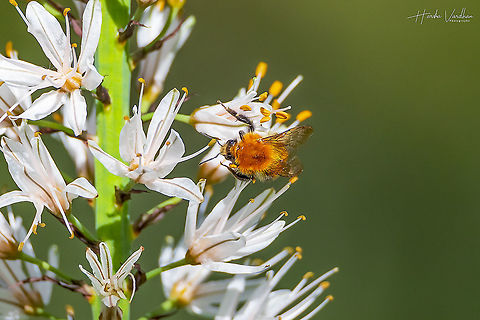 Bombus centralis on branched asphodel - Asphodelus ramosus  Asphodelus ramosus,Branched asphodel,France,Geotagged,Spring