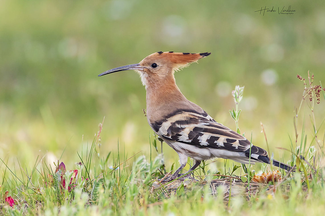 hoopoe - Upupidae beautiful portrait  France,Geotagged,Hoopoe,Spring,Upupa epops