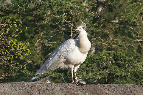 white Peafowl - Pavo cristatus - white peacock  France,Geotagged,Indian peafowl,Pavo cristatus,Spring