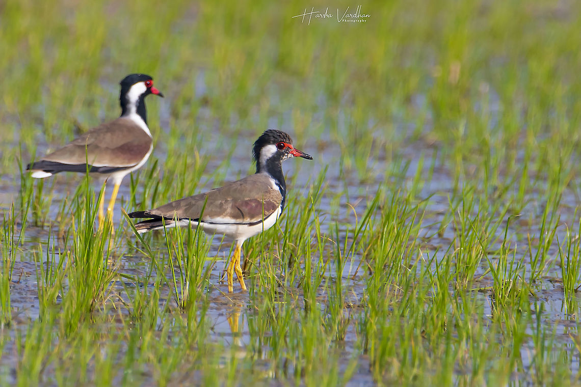 Red-wattled lapwing searching for insects in rice field  Geotagged,India,Red-wattled Lapwing,Vanellus indicus,Winter