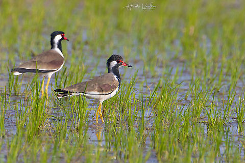 Red-wattled lapwing searching for insects in rice field  Geotagged,India,Red-wattled Lapwing,Vanellus indicus,Winter