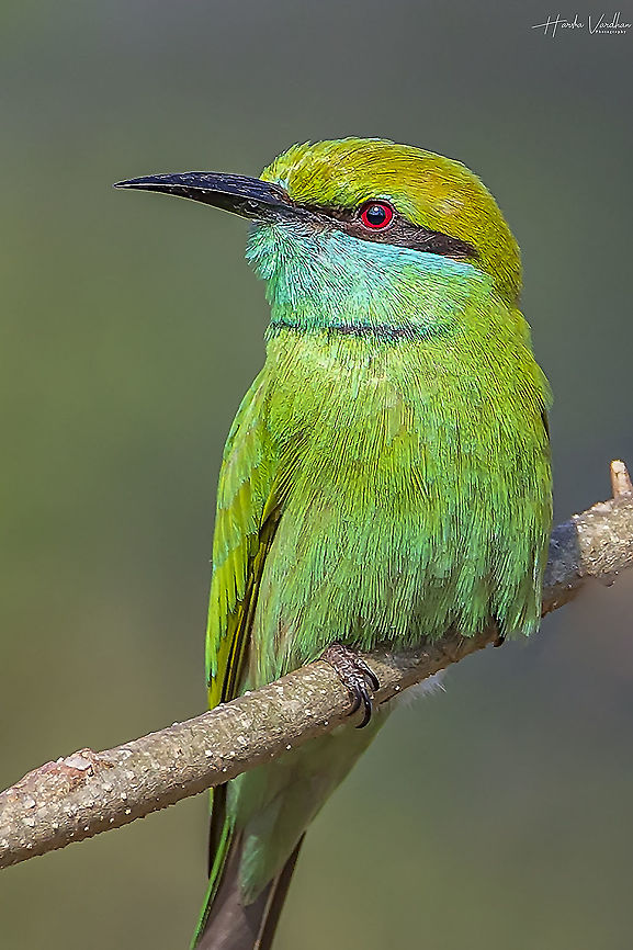 Green bee-eater - Merops orientalis  Geotagged,Green bee-eater,India,Merops orientalis,Winter