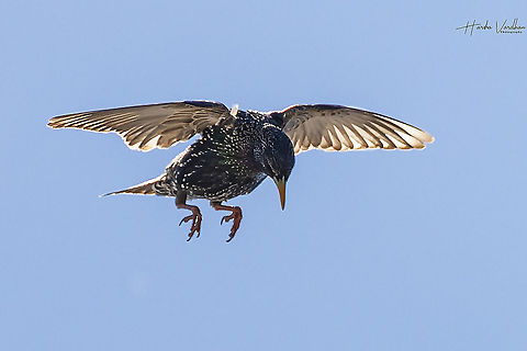 common starling in flight searching for food - European starling - Sturnus vulgaris  Common Starling,France,Geotagged,Spring,Sturnus vulgaris