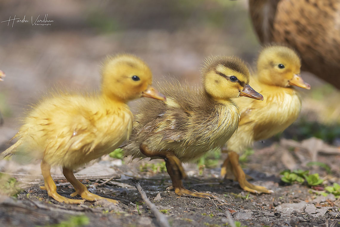 Mallard duckling - Anas platyrhynchos  Anas platyrhynchos,France,Geotagged,Mallard,Spring