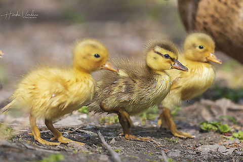 Mallard duckling - Anas platyrhynchos  Anas platyrhynchos,France,Geotagged,Mallard,Spring