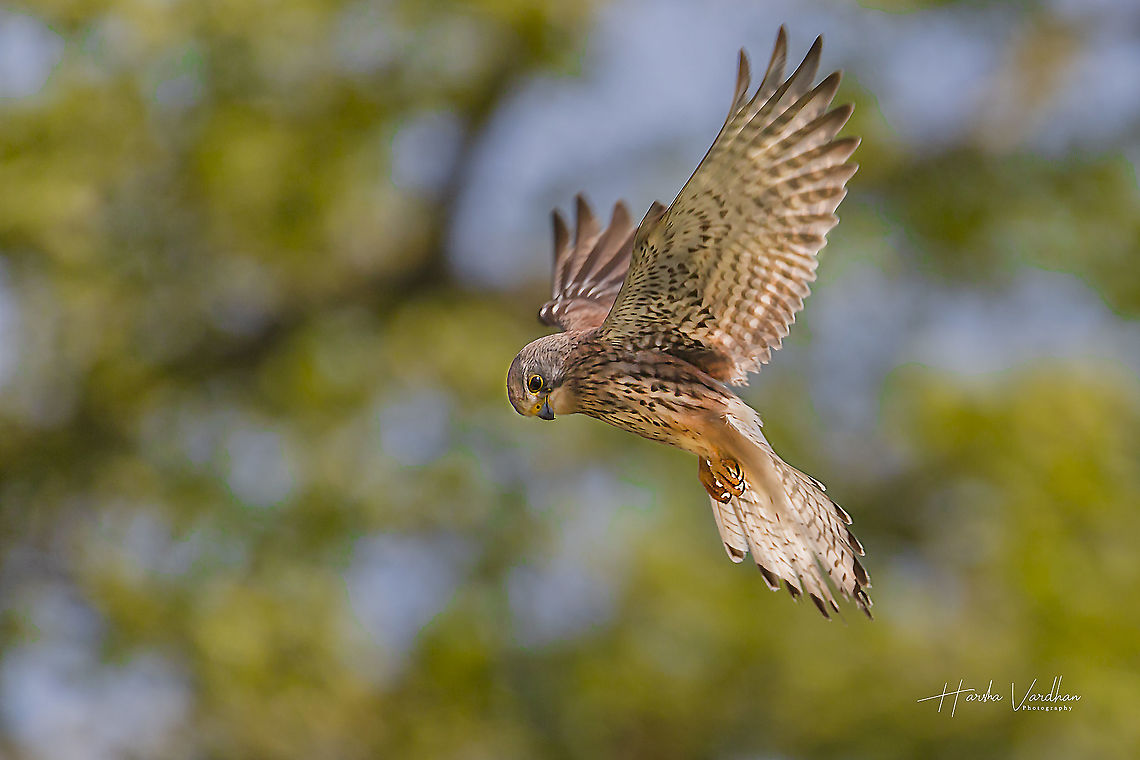 Hunting looks Common Kestrel - Falco tinnunculus Common Kestrel,Falco tinnunculus,France,Geotagged,Spring