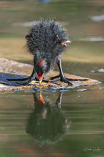 Common Moorhen chick found something? Common Moorhen chick - Gallinula chloropus - Gallinule poule d'eau Common Moorhen,France,Gallinula chloropus,Geotagged,Spring