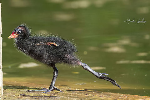 morning exercise 
Common Moorhen chick - Gallinula chloropus - Gallinule poule d'eau Common Moorhen,France,Gallinula chloropus,Geotagged,Spring
