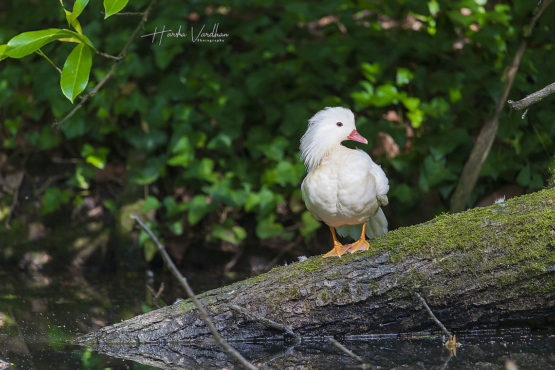 Mandarin Duck - Aix galericulata  Aix galericulata,France,Geotagged,Mandarin duck,Spring