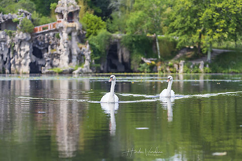 Mute swan - Cygnus olor at Parc Majolan, France  Cygnus olor,Mute swan
