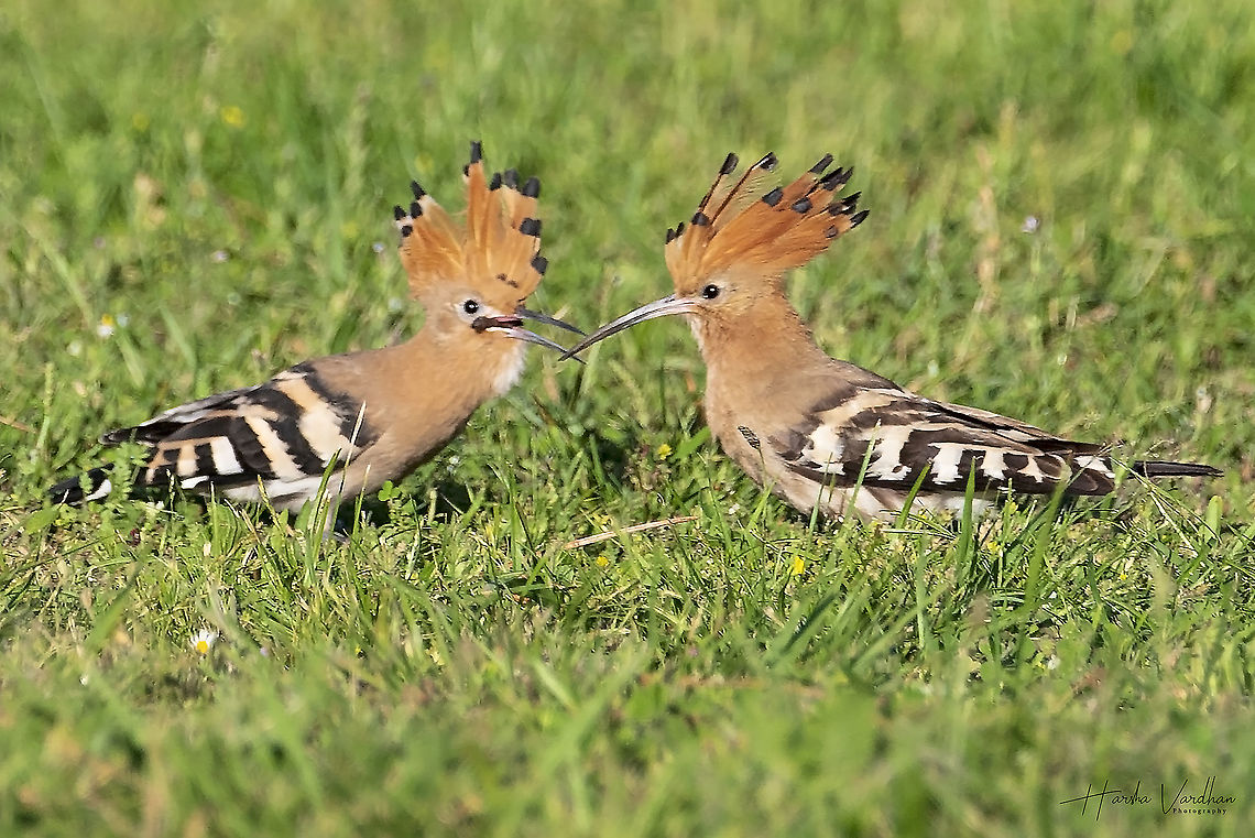 two hoopoes eating together - Upupidae  France,Geotagged,Hoopoe,Spring,Upupa epops