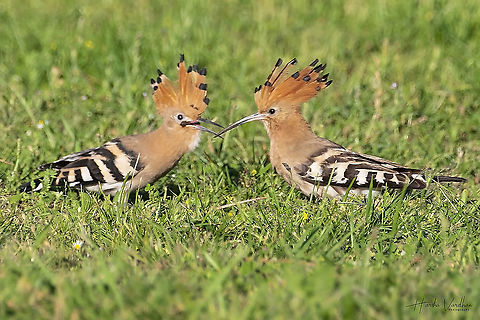 two hoopoes eating together - Upupidae  France,Geotagged,Hoopoe,Spring,Upupa epops