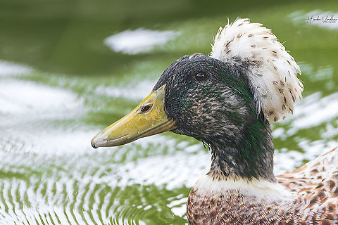 Crested domestic duck - Anas platyrhynchos domesticus  Anas platyrhynchos,France,Geotagged,Mallard,Summer
