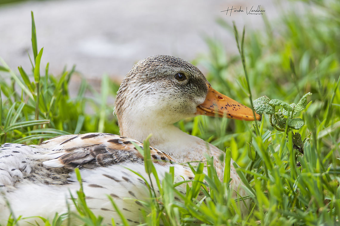Mallard duck   on the grass - Anas platyrhynchos  Anas platyrhynchos,France,Geotagged,Mallard,Summer