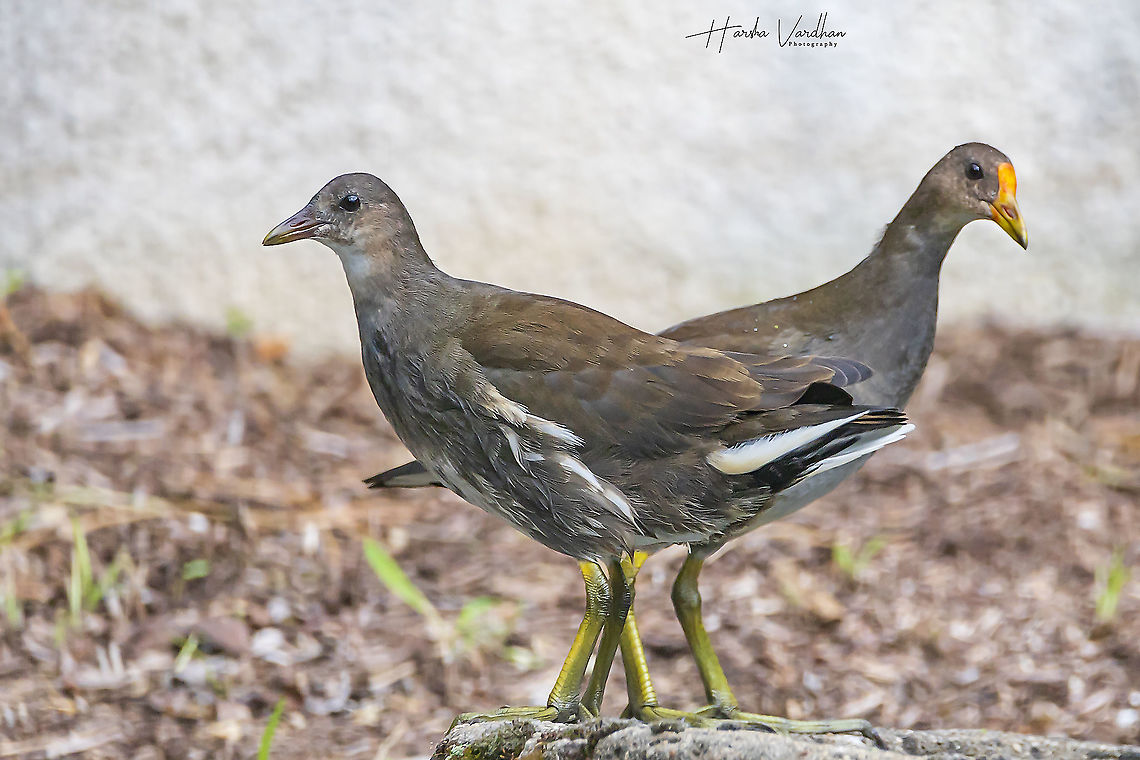 Juvenile moorhens  Common Moorhen,France,Gallinula chloropus,Geotagged,Summer