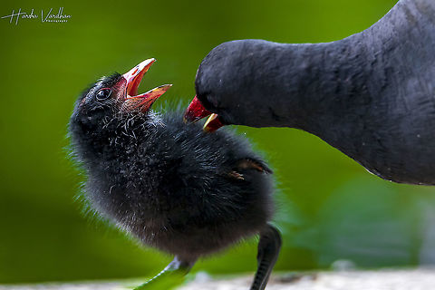 mom stop it. it's hurting  Common Moorhen,France,Gallinula chloropus,Geotagged,Summer