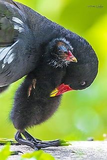 Happiness means be with your famiy  Common Moorhen,France,Gallinula chloropus,Geotagged,Summer