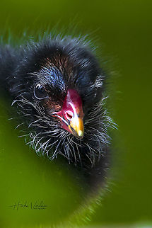 Common Moorhen chick portrait  Common Moorhen,France,Gallinula chloropus,Geotagged,Summer