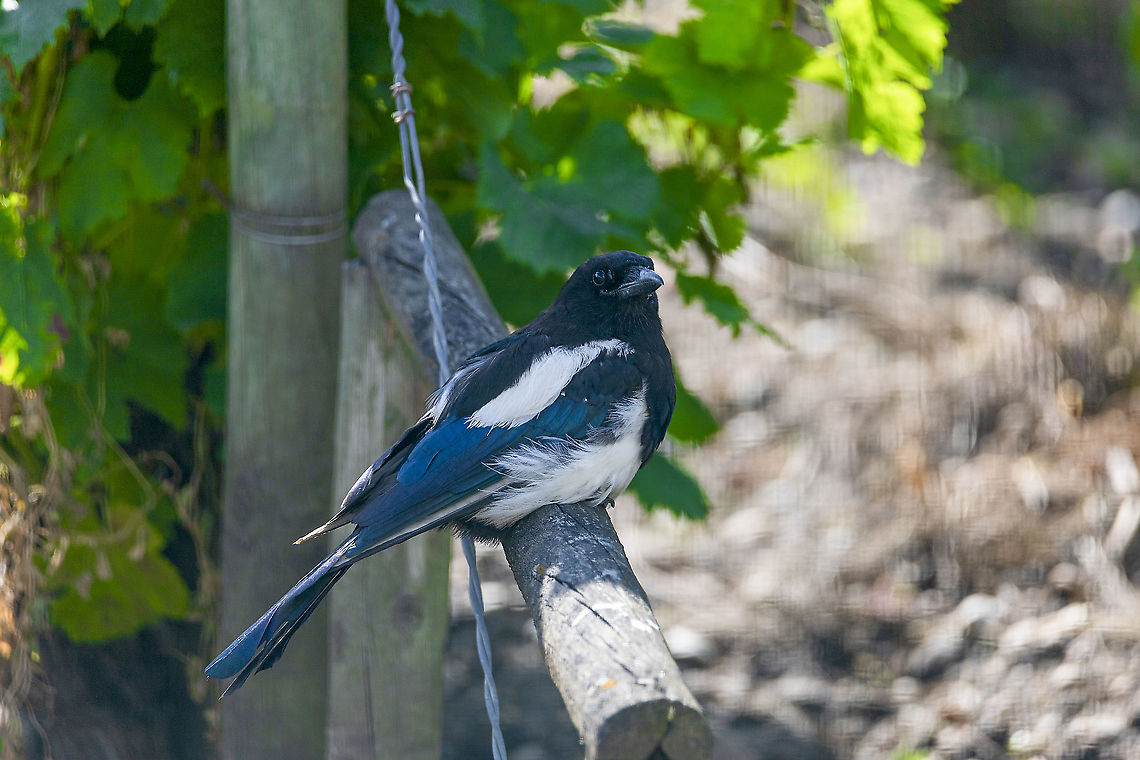 Eurasian magpie in vineyard - Pica pica  Eurasian magpie,France,Geotagged,Pica pica,Summer