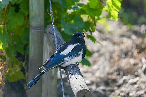 Eurasian magpie in vineyard - Pica pica  Eurasian magpie,France,Geotagged,Pica pica,Summer