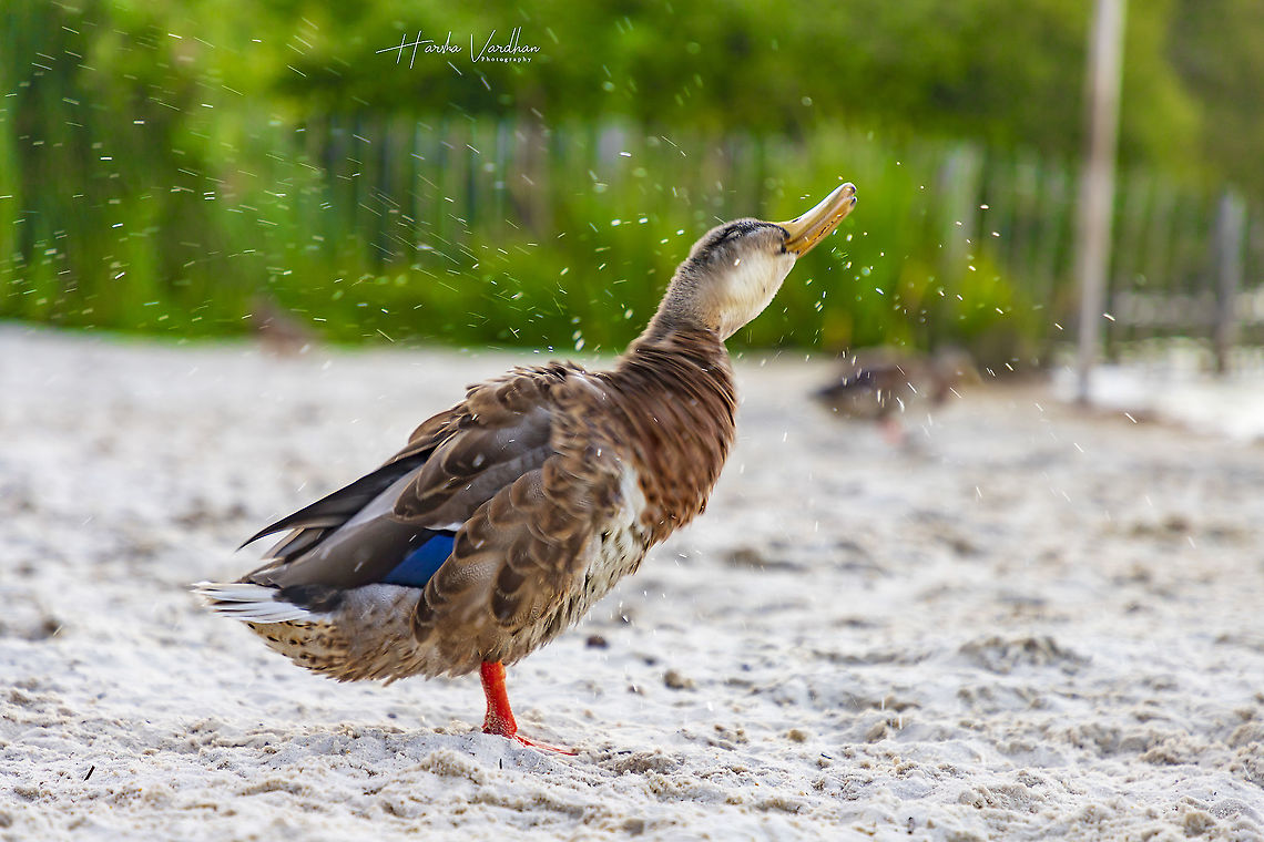 Mallard duck  near beach -  Anas platyrhynchos  Anas platyrhynchos,France,Geotagged,Mallard,Summer