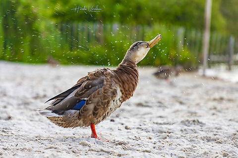 Mallard duck  near beach -  Anas platyrhynchos  Anas platyrhynchos,France,Geotagged,Mallard,Summer