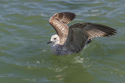 European herring gull - Larus argentatus  European herring gull,Geotagged,Italy,Larus argentatus,Summer