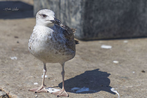 European herring gull - Larus argentatus  European herring gull,Geotagged,Italy,Larus argentatus,Summer