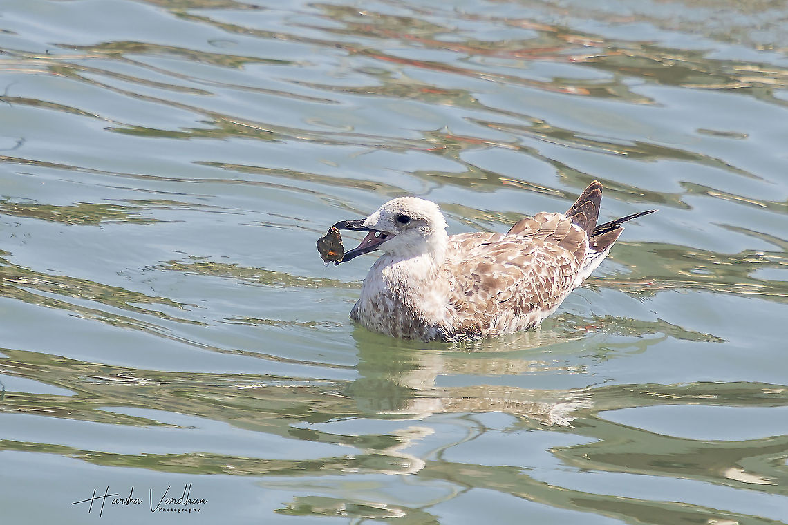 I found food  European herring gull,Geotagged,Italy,Larus argentatus,Summer