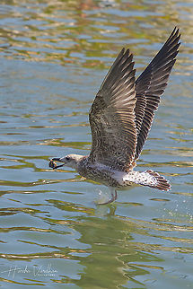 European herring gull  European herring gull,Geotagged,Italy,Larus argentatus,Summer