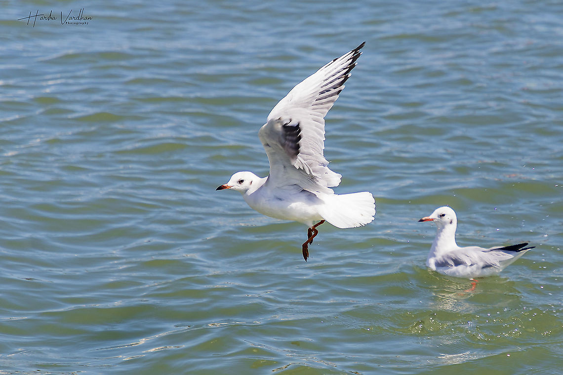 Chroicocephalus ridibundus - winter-plumage Black-headed gulls  Black-headed gull,Chroicocephalus ridibundus,Common gull,Geotagged,Italy,Larus canus,Summer