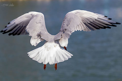 Hunter searching for food  Black-headed gull,Chroicocephalus ridibundus,Geotagged,Italy,Summer