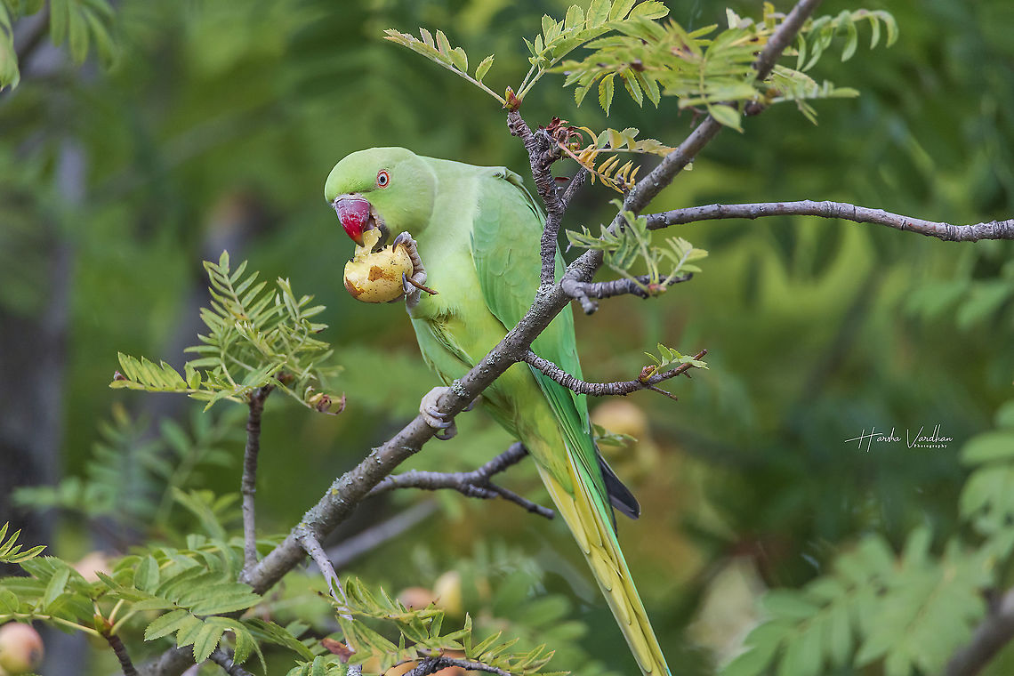 Rose-ringed parakeet enjoying food  Fall,Geotagged,Germany,Psittacula krameri,Rose-ringed parakeet