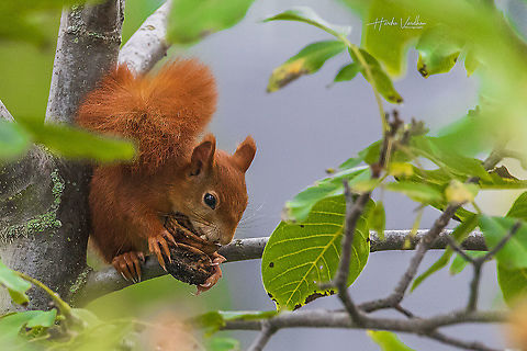 Red squirrel enjoying walnuts - Sciurus vulgaris  Fall,Geotagged,Germany,Red squirrel,Sciurus vulgaris